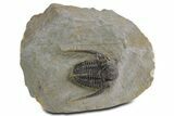 Spiny Cyphaspis Trilobite - Ofaten, Morocco #359169-3